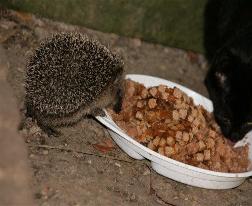 Igel