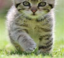 Banner KH Gelderland